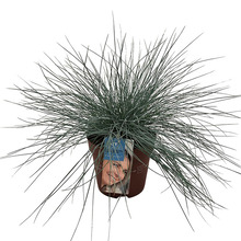 Blåsvingel 'Intense Blue' Ø17 cm